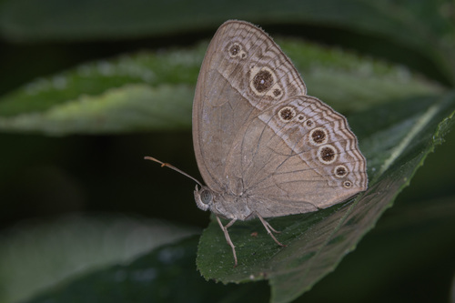 Mycalesis