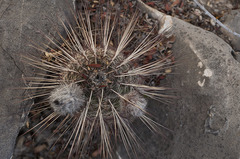 Echinocereus armatus