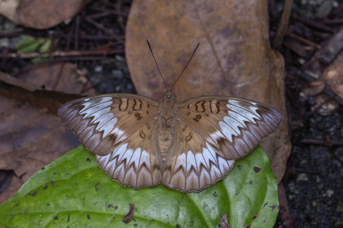 Euthalia monina