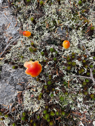 Waxcaps and Allies