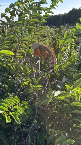 Green Iguana