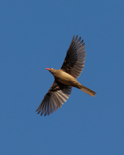 iNaturalist image