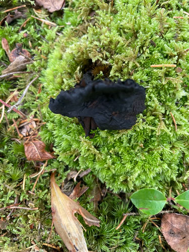 Fungi Including Lichens