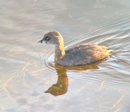 Pied-billed Grebe