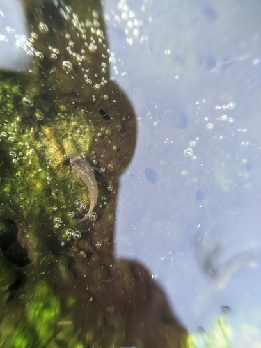Poecilia reticulata observed 2026-10-19
