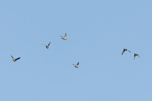 iNaturalist image