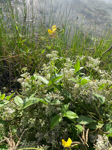 Vigna luteola observed 2026-10-18