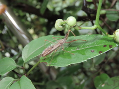 Epidaus