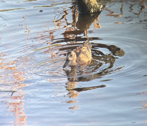 Blue-winged Teal