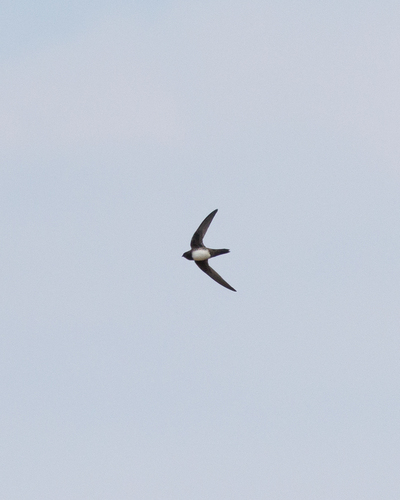 iNaturalist image