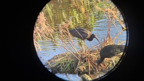 Glossy Ibis
