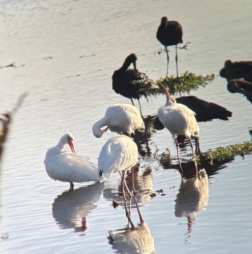 White Ibis