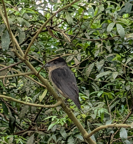 Crested Becard