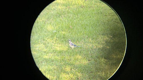 Blue Jay