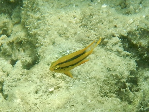 Neoglyphidodon nigroris observed 2026-10-16