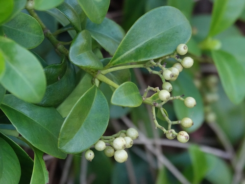 Psychotria serpens observed 2026-10-19
