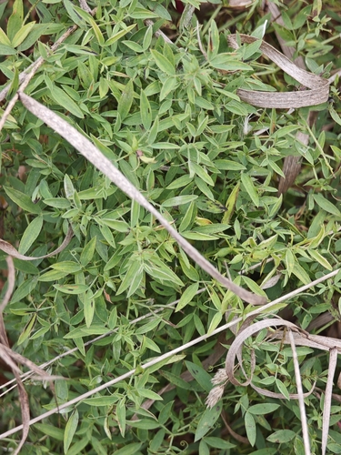 Lathyrus pratensis observed 2026-10-19