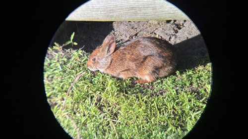 Marsh Rabbit
