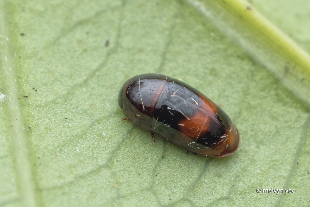 Cryptocephalomorpha