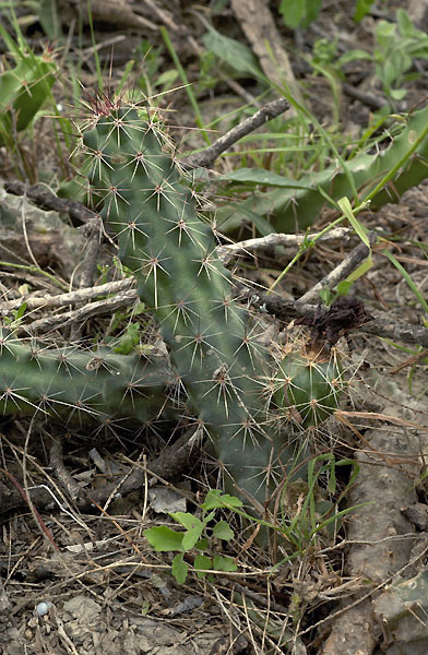 tanzenden kaktus Happy Cactus™ - Reagiert auf Geräusche main image 0