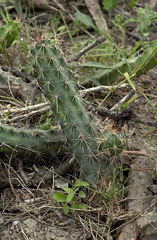 Echinocereus berlandieri