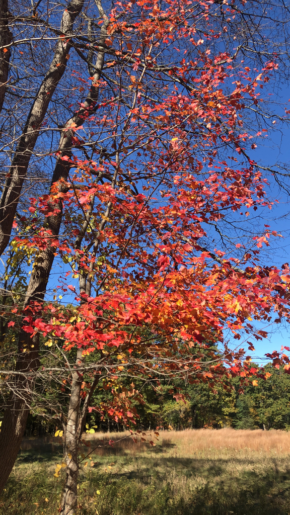 A photograph from Oct 18, 2026 near Walden Pond State Reservation, where the observer’s point is approximate.