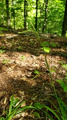 Carex debilis rudgei