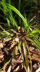 Carex debilis rudgei