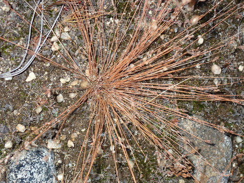 Bulbostylis capillaris observed 2026-10-17