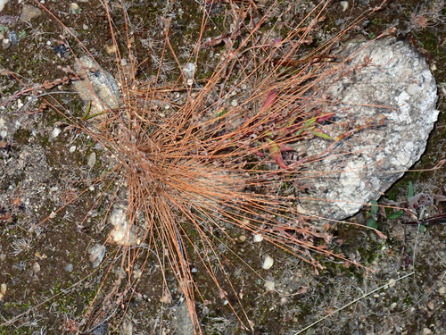 Bulbostylis capillaris observed 2026-10-17