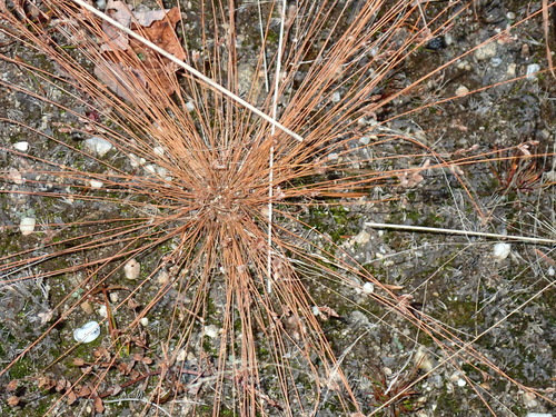 Bulbostylis capillaris observed 2026-10-17