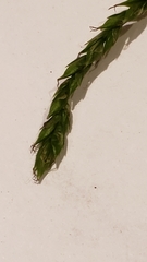 Carex debilis rudgei