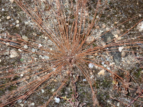 Bulbostylis capillaris observed 2026-10-17