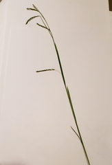 Carex debilis rudgei
