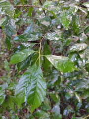 Lithocarpus konishii