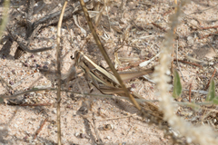 Austracris guttulosa