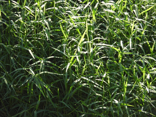 Urochloa mutica observed 2026-10-19