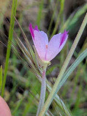 Clarkia affinis