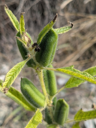 Sesamum indicum observed 2026-10-19