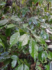 Lithocarpus konishii