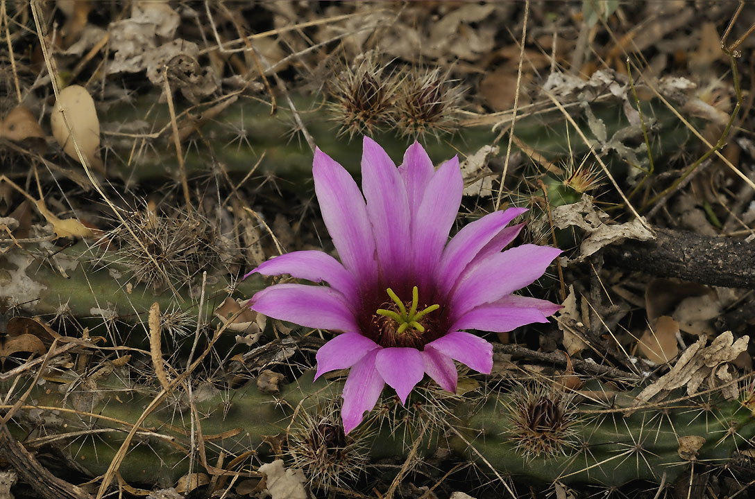 Echinocereus berlandieri
