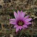 Berlandier's Hedgehog Cactus - Photo (c) Ad Konings, some rights reserved (CC BY-NC), uploaded by Ad Konings