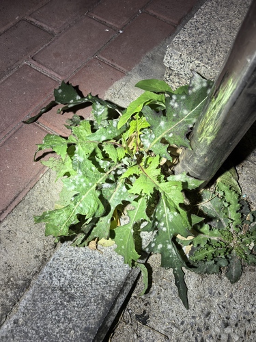 Lactuca indica observed 2026-10-19