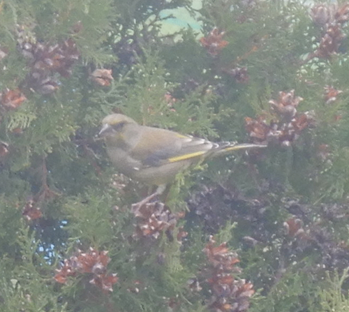 European Greenfinch
