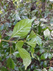 Lithocarpus konishii