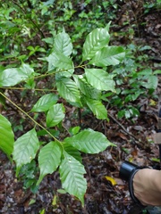 Lithocarpus konishii