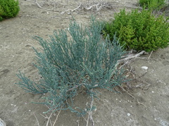 Tecticornia australasica