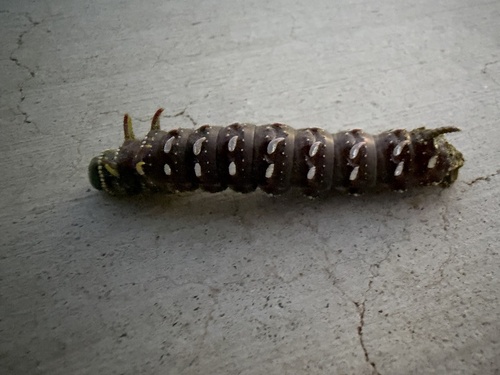 Hubbard's Silk Moth