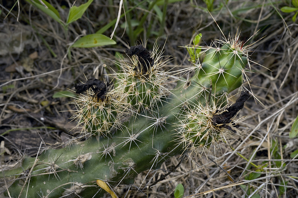 Berlandier's Hedgehog Cactus in June 2009 by Ad Konings · iNaturalist