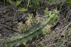Echinocereus berlandieri